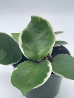 Variegated Hoya Carnosa Krimson Queen Very Full 4" Potted Starter, Ready For 6" Pot, Honeyplant Waxplant Porcelain Flower -Cheap Plantly Store il fullxfull.3631306836 q7ff