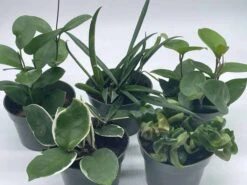 Hoya Assortment Set | Hindu Rope, Krimson Queen, Ketiana, Chelsea, Australis, Lisa | Live Potted Premium Collector's Gift -Cheap Plantly Store il fullxfull.3631309062 1byr