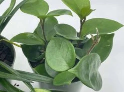 Hoya Assortment Set | Hindu Rope, Krimson Queen, Ketiana, Chelsea, Australis, Lisa | Live Potted Premium Collector's Gift -Cheap Plantly Store il fullxfull.3631309064 2tt7