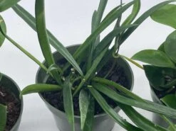 Hoya Assortment Set | Hindu Rope, Krimson Queen, Ketiana, Chelsea, Australis, Lisa | Live Potted Premium Collector's Gift -Cheap Plantly Store il fullxfull.3631309072 bj5a