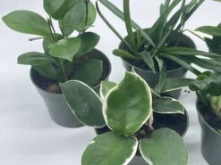 Hoya Assortment Set | Hindu Rope, Krimson Queen, Ketiana, Chelsea, Australis, Lisa | Live Potted Premium Collector's Gift -Cheap Plantly Store il fullxfull.3631309240 kutj