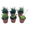 Haworthia Variety Assortment, Cooperi, Venosa, Limifolia, 6 Different Haworthia Plants, 2 Inch Potted Plant Collection Set, Variety Bundle