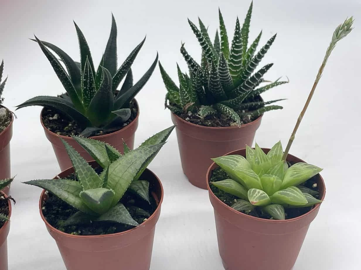 Haworthia Variety Assortment, Cooperi, Venosa, Limifolia, 6 Different Haworthia Plants, 2 Inch Potted Plant Collection Set, Variety Bundle 8 Haworthia Variety Assortment, Cooperi, Venosa, Limifolia, 6 Different Haworthia Plants, 2 Inch Potted Plant Collection Set, Variety Bundle - Image 6