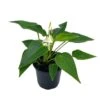 Anthurium White, Very Rare Limited Live Plant With Flower, In A 4 Inch Pot -Cheap Plantly Store il fullxfull.3631460158 osx0