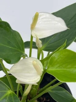 Anthurium White, Very Rare Limited Live Plant With Flower, In A 4 Inch Pot -Cheap Plantly Store il fullxfull.3631460604 mt58