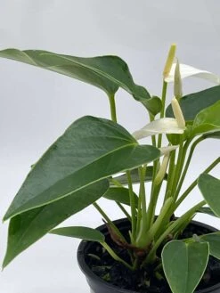 Anthurium White, Very Rare Limited Live Plant With Flower, In A 4 Inch Pot -Cheap Plantly Store il fullxfull.3631460608 1e7z