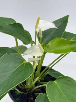 Anthurium White, Very Rare Limited Live Plant With Flower, In A 4 Inch Pot -Cheap Plantly Store il fullxfull.3631460610 gzhk
