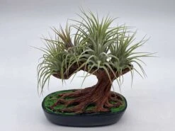 Bonsai Air Plant Tree, Air Plant Holder With Live Air Plants, Plant Gift -Cheap Plantly Store il fullxfull.3631465812 2ten