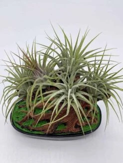 Bonsai Air Plant Tree, Air Plant Holder With Live Air Plants, Plant Gift -Cheap Plantly Store il fullxfull.3631465832 m3xk