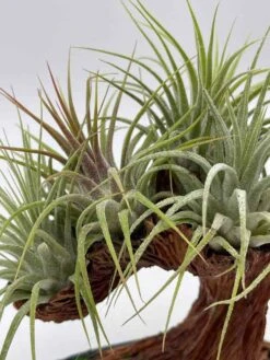 Bonsai Air Plant Tree, Air Plant Holder With Live Air Plants, Plant Gift -Cheap Plantly Store il fullxfull.3631465846 9w49