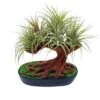 Bonsai Air Plant Tree, Air Plant Holder With Live Air Plants, Plant Gift 1 Bonsai Air Plant Tree, Air Plant Holder With Live Air Plants, Plant Gift -Cheap Plantly Store il fullxfull.3631465944 qtzq