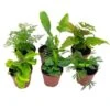 Fern Variety Assortment, 6 Different Fern Plants, In 2 Inch Pots, Super Cute, Best Gift, Plant Collection Set, Variety Bundle -Cheap Plantly Store il fullxfull.3631469344 gcxm