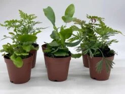 Fern Variety Assortment, 6 Different Fern Plants, In 2 Inch Pots, Super Cute, Best Gift, Plant Collection Set, Variety Bundle -Cheap Plantly Store il fullxfull.3631469852 cnks
