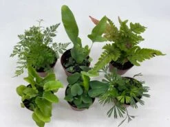 Fern Variety Assortment, 6 Different Fern Plants, In 2 Inch Pots, Super Cute, Best Gift, Plant Collection Set, Variety Bundle -Cheap Plantly Store il fullxfull.3631469862 7qp0