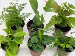 Fern Variety Assortment, 6 Different Fern Plants, In 2 Inch Pots, Super Cute, Best Gift, Plant Collection Set, Variety Bundle -Cheap Plantly Store il fullxfull.3631469864 expc