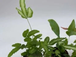 Fern Variety Assortment, 6 Different Fern Plants, In 2 Inch Pots, Super Cute, Best Gift, Plant Collection Set, Variety Bundle -Cheap Plantly Store il fullxfull.3631469986 nl0p