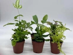 Fern Variety Assortment, 6 Different Fern Plants, In 2 Inch Pots, Super Cute, Best Gift, Plant Collection Set, Variety Bundle -Cheap Plantly Store il fullxfull.3631469988 om6y