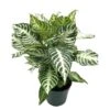Zebra Plant In A Pot -Cheap Plantly Store il fullxfull.3631473234 6u06