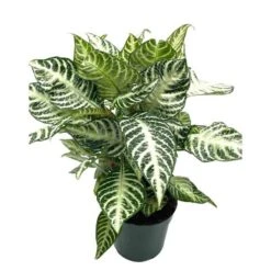 Zebra Plant In A Pot