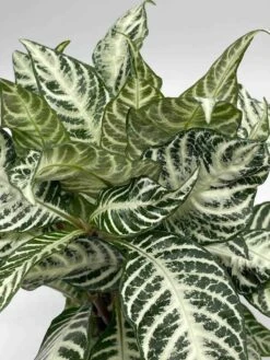 Zebra Plant In A Pot -Cheap Plantly Store il fullxfull.3631473682 6gn4