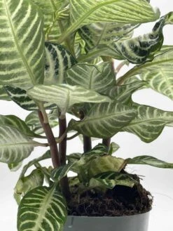 Zebra Plant In A Pot -Cheap Plantly Store il fullxfull.3631473702 kyk8