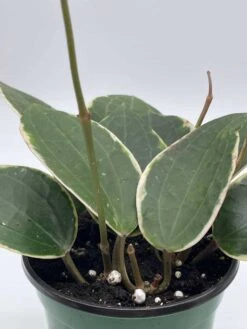 Hoya Macrophylla, Very Rare Limited Live Plant, Super Filled In 4 Inch Pot -Cheap Plantly Store il fullxfull.3631499932 tgz2