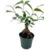 Chinese Banyan In 4 Inch Pot, Ficus Microcarpa, Malayan Banyan, Indian Laurel, Curtain Fig, Gajumaru 2 Chinese Banyan In 4 Inch Pot, Ficus Microcarpa, Malayan Banyan, Indian Laurel, Curtain Fig, Gajumaru -Cheap Plantly Store il fullxfull.3631503428 jtmc
