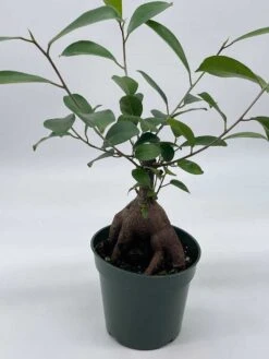 Chinese Banyan In 4 Inch Pot, Ficus Microcarpa, Malayan Banyan, Indian Laurel, Curtain Fig, Gajumaru -Cheap Plantly Store il fullxfull.3631504664 sfq5