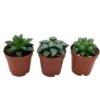 Rare Haworthia Assortment, Cooperi, Bayeri, Retusa, (African Emeralds), 3 Hard To Find Haworthias, Best Plant Gift, Variety Bundle -Cheap Plantly Store il fullxfull.3631515954 w8qm