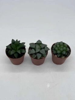 Rare Haworthia Assortment, Cooperi, Bayeri, Retusa, (African Emeralds), 3 Hard To Find Haworthias, Best Plant Gift, Variety Bundle -Cheap Plantly Store il fullxfull.3631516360 fwmb