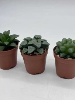 Rare Haworthia Assortment, Cooperi, Bayeri, Retusa, (African Emeralds), 3 Hard To Find Haworthias, Best Plant Gift, Variety Bundle -Cheap Plantly Store il fullxfull.3631516382 ikbw