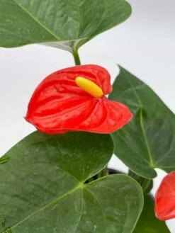 Anthurium Red, Flamingo Lily, Andraeanum Linden Ex André Painter's Palette In 4 Inch Pot, Very Full Healthy -Cheap Plantly Store il fullxfull.3642289234 h7jr