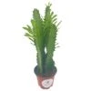 Original African Milk Tree, Euphorbia Trigona Green, Non-Variegated, Giant Big Thick Multi Branches, In A 4 Inch Pot, Well Rooted Beautiful -Cheap Plantly Store il fullxfull.3642299180 e0gq