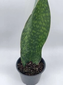 Sansevieria Masoniana, Huge Over 1 Foot Long Whale Fin Snake Plant 6" Pot, Mason's Congo, Shark Fin Snakeplant, Giant Dracaena 17 Sansevieria Masoniana, Huge Over 1 Foot Long Whale Fin Snake Plant 6" Pot, Mason's Congo, Shark Fin Snakeplant, Giant Dracaena -Cheap Plantly Store il fullxfull.3642312712 f225
