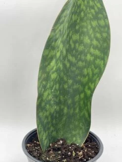 Sansevieria Masoniana, Huge Over 1 Foot Long Whale Fin Snake Plant 6" Pot, Mason's Congo, Shark Fin Snakeplant, Giant Dracaena 12 Sansevieria Masoniana, Huge Over 1 Foot Long Whale Fin Snake Plant 6" Pot, Mason's Congo, Shark Fin Snakeplant, Giant Dracaena -Cheap Plantly Store il fullxfull.3642312886 p0yp