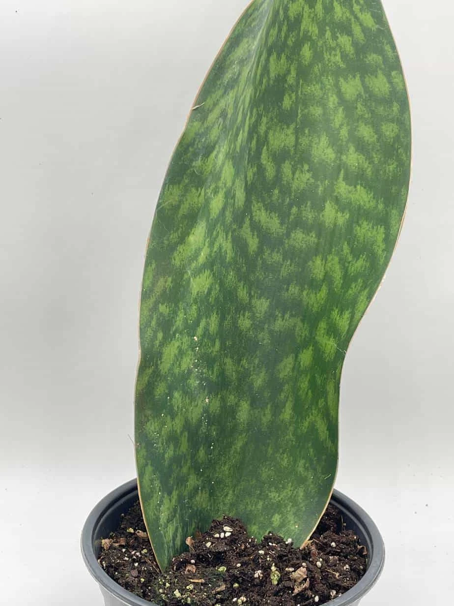 Sansevieria Masoniana, Huge Over 1 Foot Long Whale Fin Snake Plant 6" Pot, Mason's Congo, Shark Fin Snakeplant, Giant Dracaena 5 Sansevieria Masoniana, Huge Over 1 Foot Long Whale Fin Snake Plant 6" Pot, Mason's Congo, Shark Fin Snakeplant, Giant Dracaena - Image 3