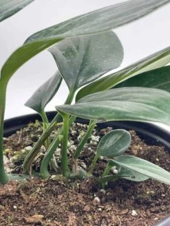 Dragon Tail Plant, 6 Inch Pot, Rhaphidophora Decursiva, Very Full! -Cheap Plantly Store il fullxfull.3647614100 jsyg