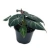 Alocasia Black Velvet In 6 Inch Pot, Very Full, Huge Plant -Cheap Plantly Store il fullxfull.3647616914 2y66
