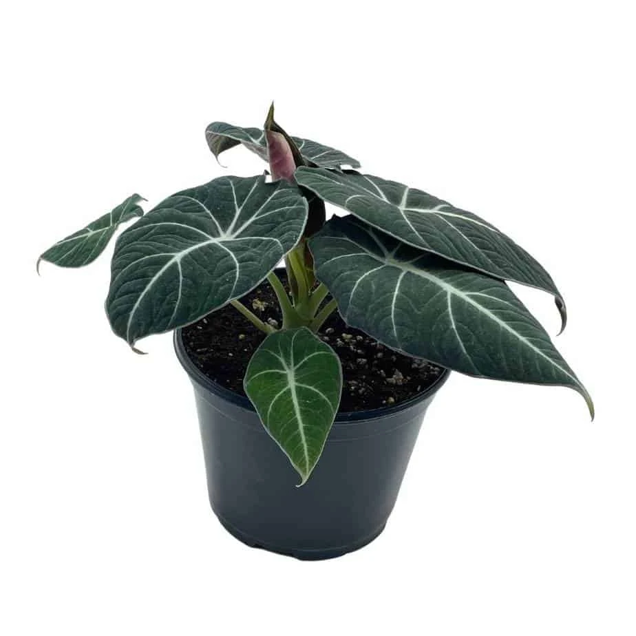 Alocasia Black Velvet In 6 Inch Pot, Very Full, Huge Plant 3 Alocasia Black Velvet In 6 Inch Pot, Very Full, Huge Plant