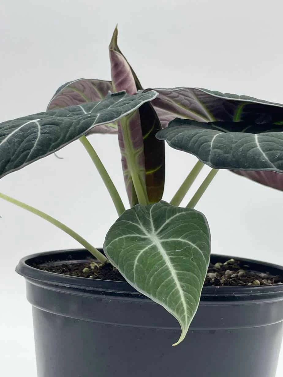 Alocasia Black Velvet In 6 Inch Pot, Very Full, Huge Plant 5 Alocasia Black Velvet In 6 Inch Pot, Very Full, Huge Plant - Image 3