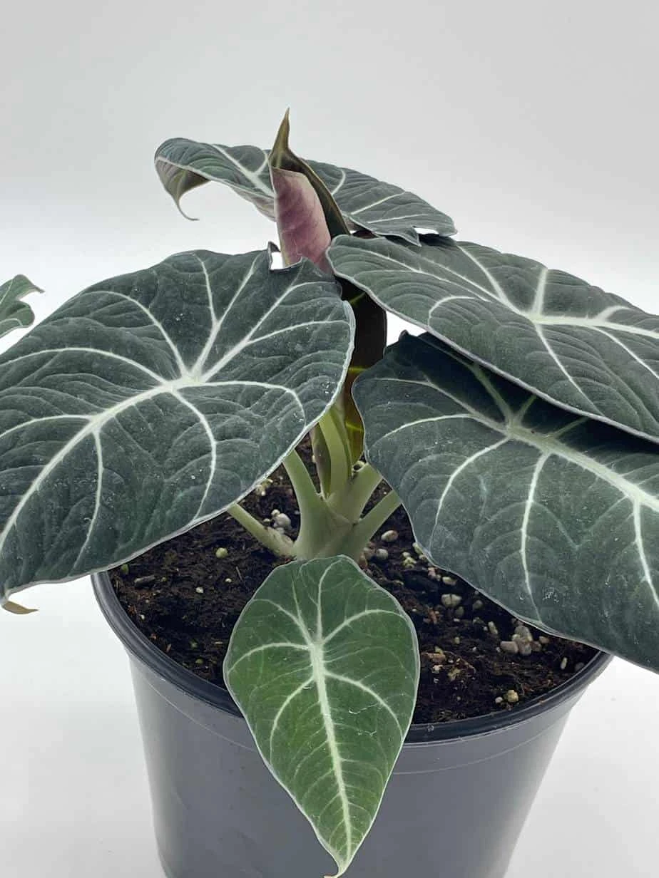 Alocasia Black Velvet In 6 Inch Pot, Very Full, Huge Plant 4 Alocasia Black Velvet In 6 Inch Pot, Very Full, Huge Plant - Image 2