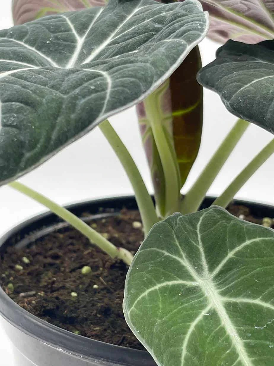 Alocasia Black Velvet In 6 Inch Pot, Very Full, Huge Plant 7 Alocasia Black Velvet In 6 Inch Pot, Very Full, Huge Plant - Image 5