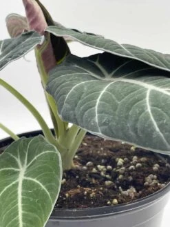 Alocasia Black Velvet In 6 Inch Pot, Very Full, Huge Plant 16 Alocasia Black Velvet In 6 Inch Pot, Very Full, Huge Plant -Cheap Plantly Store il fullxfull.3647617512 lguu