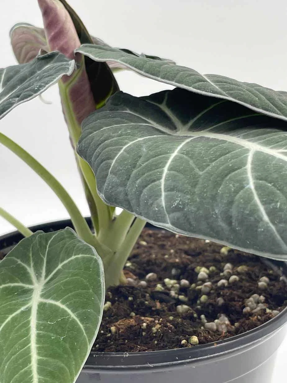 Alocasia Black Velvet In 6 Inch Pot, Very Full, Huge Plant 8 Alocasia Black Velvet In 6 Inch Pot, Very Full, Huge Plant - Image 6
