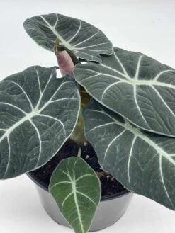 Alocasia Black Velvet In 6 Inch Pot, Very Full, Huge Plant 14 Alocasia Black Velvet In 6 Inch Pot, Very Full, Huge Plant -Cheap Plantly Store il fullxfull.3647617520 iame