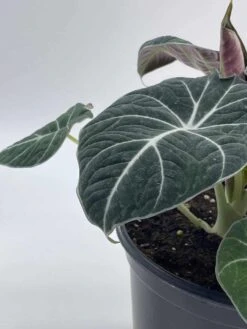 Alocasia Black Velvet In 6 Inch Pot, Very Full, Huge Plant 18 Alocasia Black Velvet In 6 Inch Pot, Very Full, Huge Plant -Cheap Plantly Store il fullxfull.3647617576 onwh