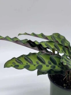 Calathea Lancifolia, Rattlesnake, Prayer Plant, Rattle Snake , 4 Inch Pot -Cheap Plantly Store il fullxfull.3647625694 kjqn
