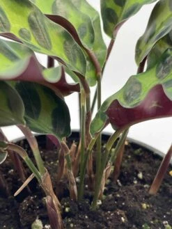 Calathea Lancifolia, Rattlesnake, Prayer Plant, Rattle Snake , 4 Inch Pot -Cheap Plantly Store il fullxfull.3647625830 gbwi