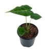 Green Velvet, Alocasia Frydek, Micholitziana, 4 Inch, Live Rooted Potted Rare Succulent House Plant 2 Green Velvet, Alocasia Frydek, Micholitziana, 4 Inch, Live Rooted Potted Rare Succulent House Plant -Cheap Plantly Store il fullxfull.3647627428 qtay