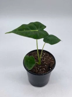 Green Velvet, Alocasia Frydek, Micholitziana, 4 Inch, Live Rooted Potted Rare Succulent House Plant -Cheap Plantly Store il fullxfull.3647627604 2l1u